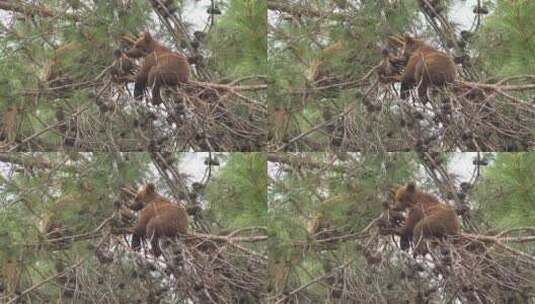 树顶上的小熊高清在线视频素材下载