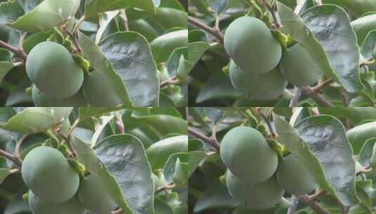 橙柿子绿色水果挂树叶群果园种植亚洲分支高清在线视频素材下载