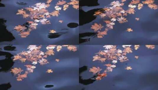 漂浮在水中的树叶高清在线视频素材下载