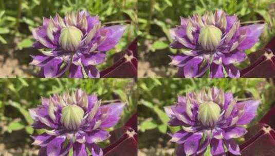 紫色铁线莲花朵特写高清在线视频素材下载