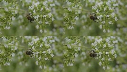 蜜蜂在给花朵授粉高清在线视频素材下载