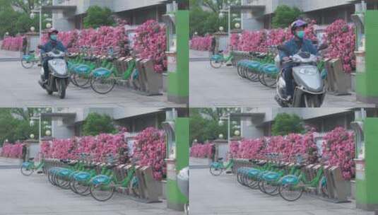 城市里的花——蔷薇高清在线视频素材下载
