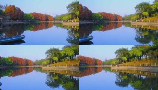 广州麓湖公园落羽杉红叶倒映水面唯美风景高清在线视频素材下载