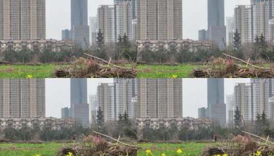 高清航拍春天油菜花城市边田野空镜定鼎门高清在线视频素材下载