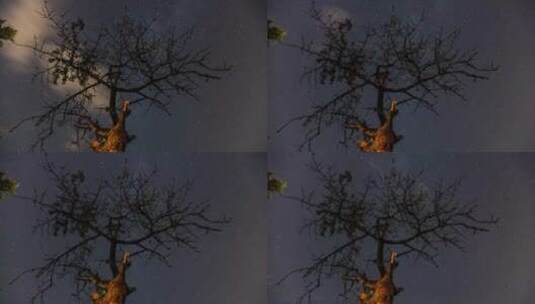 星空下的枯树高清在线视频素材下载