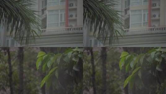 广州天河雨天树木树叶住宅楼房高清在线视频素材下载