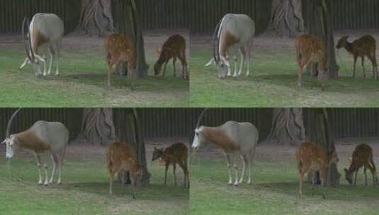 在动物园吃草的鹿和山羊高清在线视频素材下载