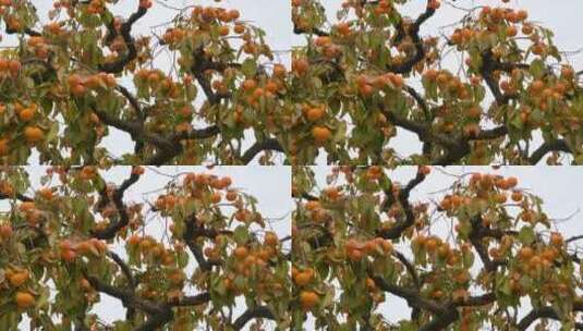 枝头丰硕的橙色果实高清在线视频素材下载