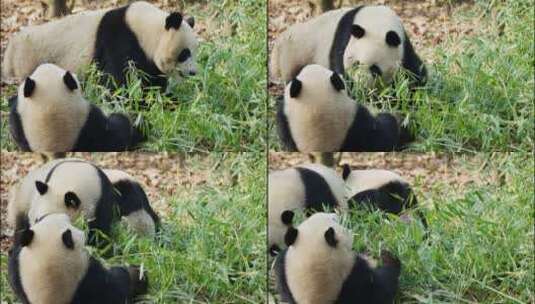 两只可爱大熊猫在吃竹子高清在线视频素材下载