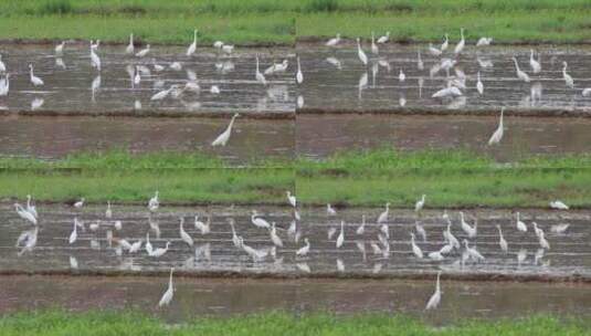 一群白鹭在水田觅食嬉戏高清在线视频素材下载