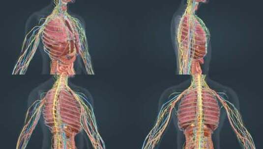 人体解剖三维动画肺部肝心脏胃肠道肾脏疾病高清在线视频素材下载