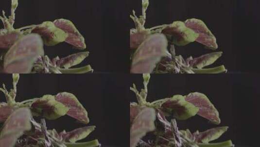 红苋菜影叶子棚旋转特写拍摄LOG高清在线视频素材下载