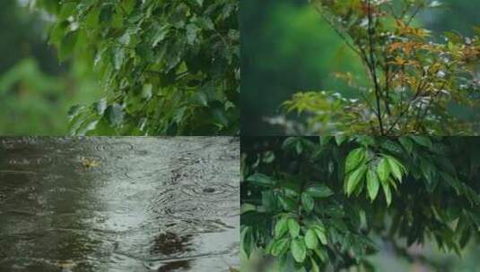 绿叶雨滴下雨雨景高清在线视频素材下载