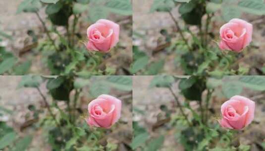 粉色月季花花蕾高清在线视频素材下载