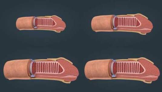 外生殖器 阴茎 龟头 前列腺 海绵体高清在线视频素材下载