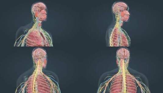 医学人体奥秘解剖器官3D三维动画高清在线视频素材下载