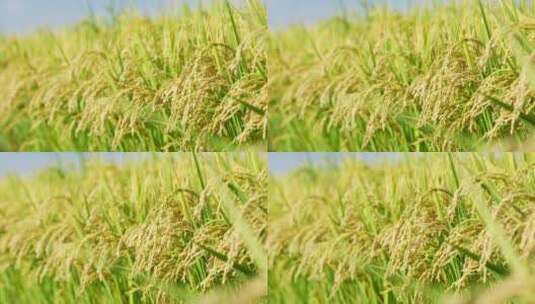 稻田稻谷稻子高清在线视频素材下载