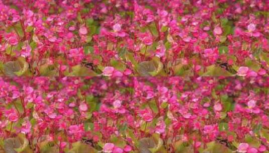红色海棠花群高清在线视频素材下载