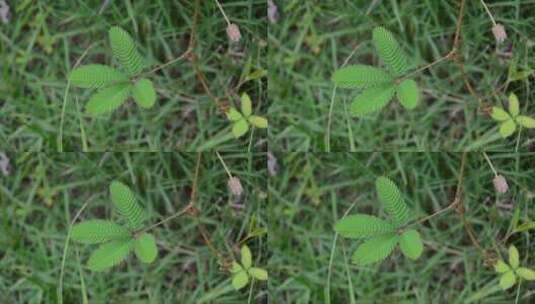 绿色植物的特写镜头高清在线视频素材下载