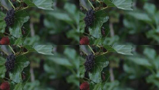 美丽的红黑蜂躲在桑树上。高清在线视频素材下载