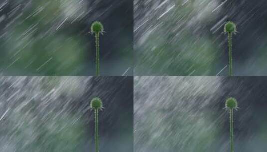 花苞升格视频阳光下唯美花苞喷洒雨水高清在线视频素材下载