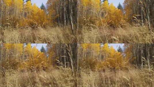秋天的树林高清在线视频素材下载