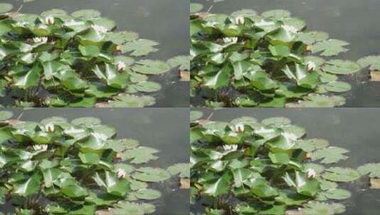 池塘上的睡莲高清在线视频素材下载