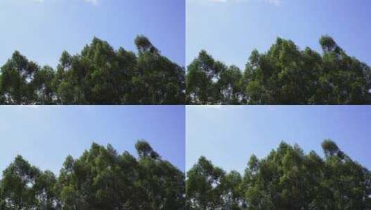 树林天空树大自然蓝天白云森林风吹树林摇摆高清在线视频素材下载