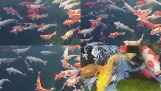 水中金鱼锦鲤高清在线视频素材下载