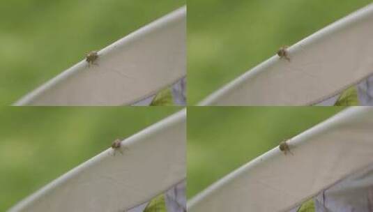 昆虫特写镜头高清在线视频素材下载