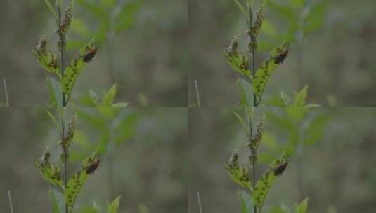 广东农村大山野草竹象竹牛高清在线视频素材下载