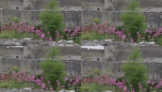 古城堡墙边生长的花卉高清在线视频素材下载