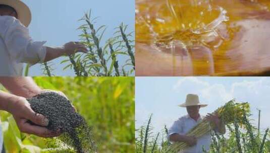 芝麻种植基地高清在线视频素材下载