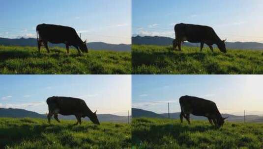 近距离拍摄牛吃草高清在线视频素材下载