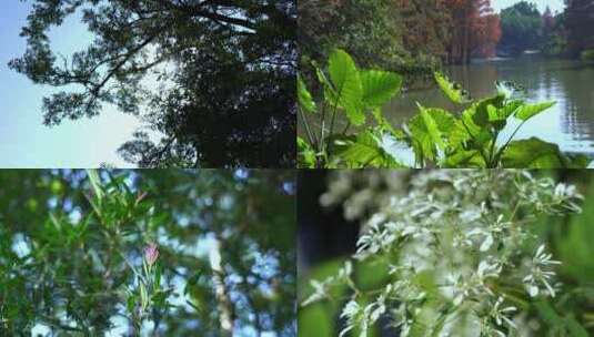 广州天河华南植物园树木阳光树叶合集高清在线视频素材下载