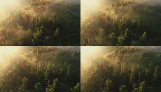 金色阳光照射下的云雾树林高清在线视频素材下载