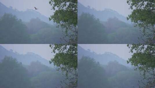 杭州茅家埠清晨雾气山林中有鸟飞过高清在线视频素材下载