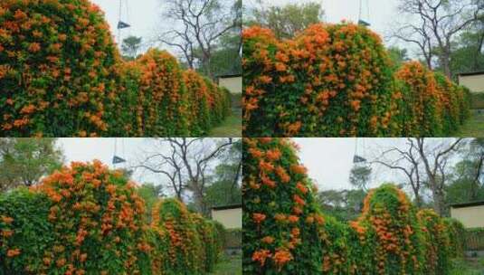 炮仗花藤蔓 爬墙植物爬满围墙高清在线视频素材下载