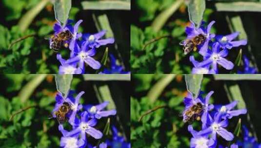 蜜蜂 昆虫 花蜜高清在线视频素材下载