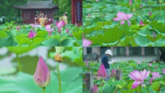 武汉东湖磨山景区盆景园4K视频合集高清在线视频素材下载