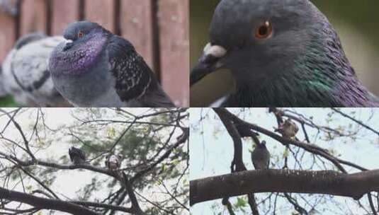 鸽子特写合集高清在线视频素材下载