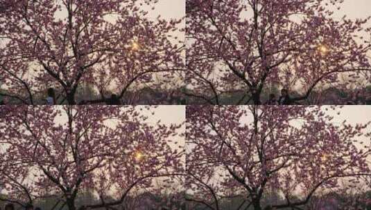 樱花树上的太阳延时镜头高清在线视频素材下载