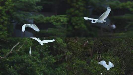 白鹭、苍鹭、夜鹭、飞翔、仙鹤高清在线视频素材下载