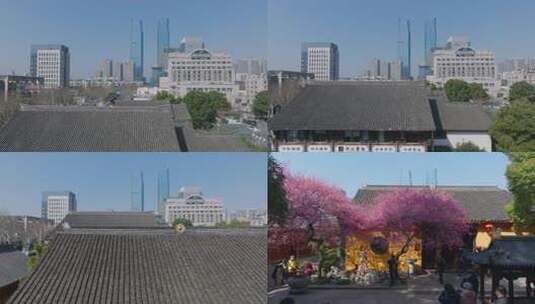 浙江湖州春日梅花梅园铁佛寺近景高清在线视频素材下载