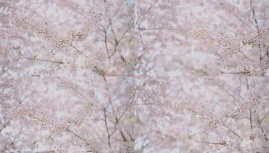 樱花盛开的季节高清在线视频素材下载