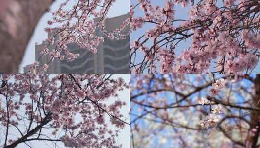 桃花 桃花树 桃花盛开 春天桃花高清在线视频素材下载