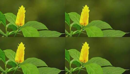 植物鲜花金苞花C高清在线视频素材下载