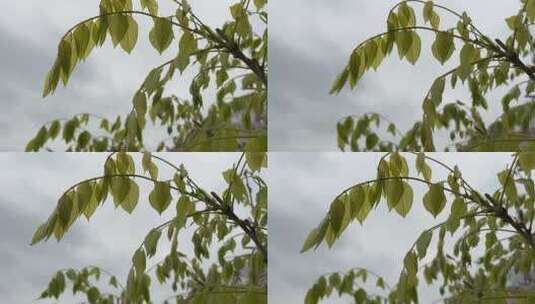 微风吹拂下的树枝高清在线视频素材下载