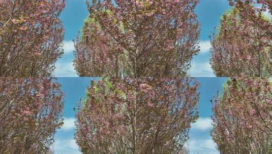 蓝天下的樱花树林航拍高清在线视频素材下载