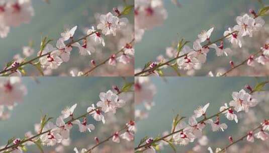 春天阳光下盛开的桃花高清在线视频素材下载